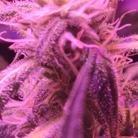 RoMelly growlog timeline photo