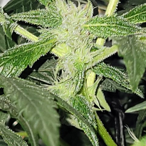 RoMelly growlog timeline photo