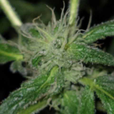 RoMelly growlog timeline photo