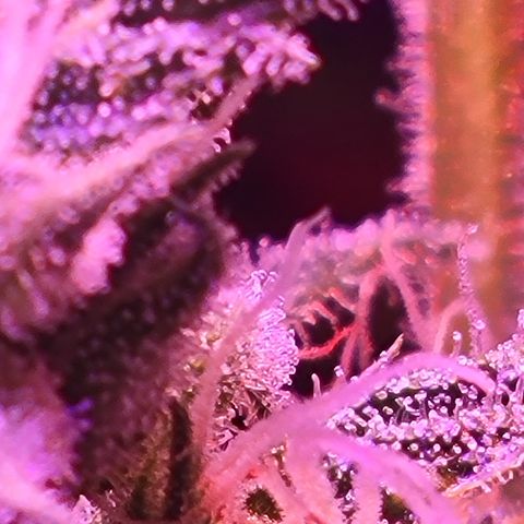 RoMelly growlog timeline photo