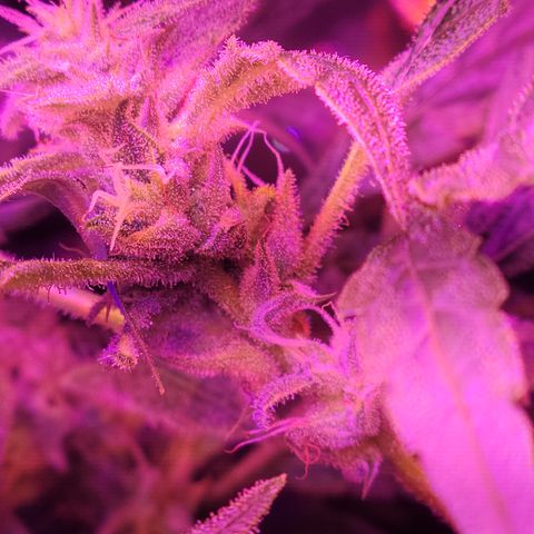 RoMelly growlog timeline photo