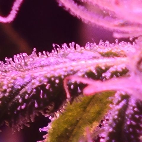 RoMelly growlog timeline photo
