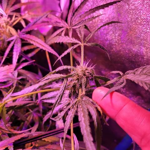 RoMelly growlog timeline photo