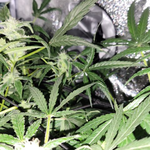 RoMelly growlog timeline photo
