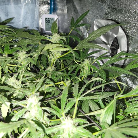 RoMelly growlog timeline photo