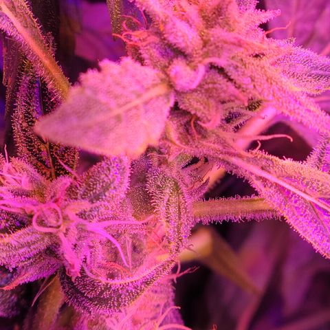 RoMelly growlog timeline photo