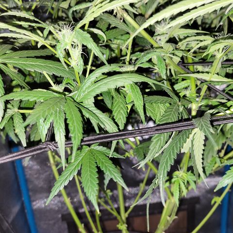 RoMelly growlog timeline photo