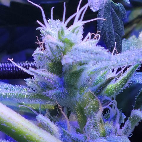 RoMelly growlog timeline photo