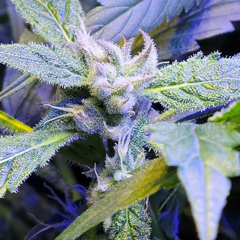 RoMelly growlog timeline photo
