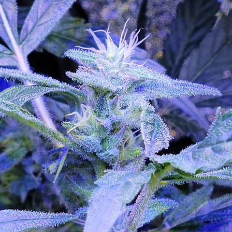 RoMelly growlog timeline photo