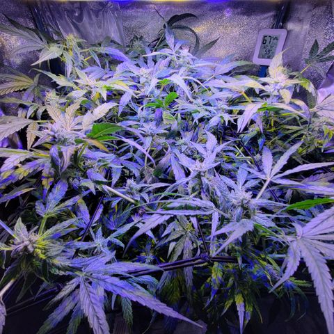 RoMelly growlog timeline photo