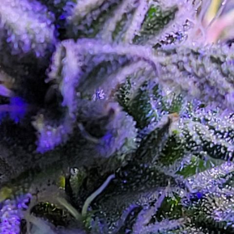 RoMelly growlog timeline photo
