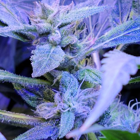 RoMelly growlog timeline photo