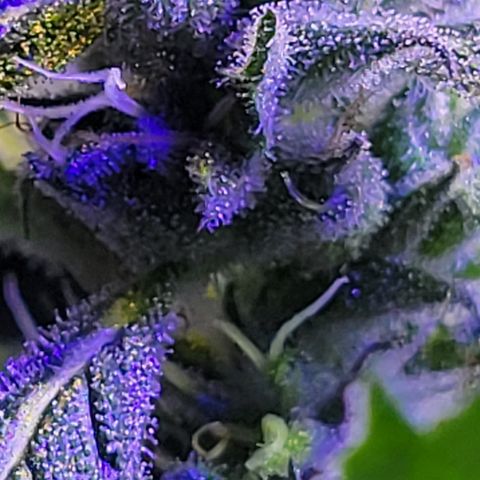 RoMelly growlog timeline photo
