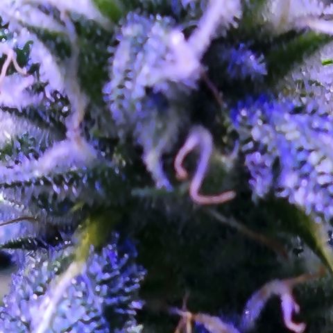 RoMelly growlog timeline photo