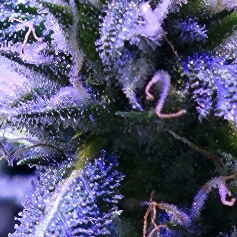 RoMelly growlog timeline photo