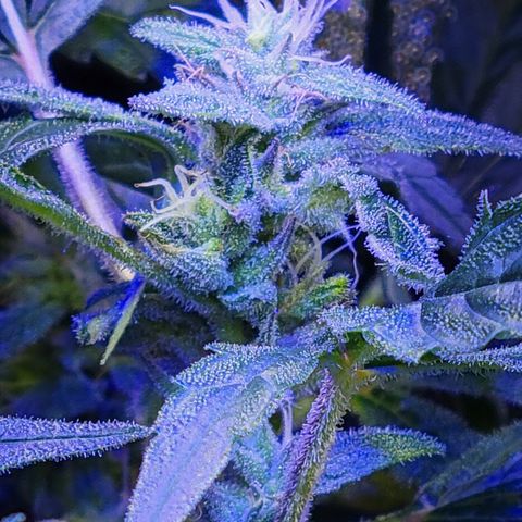 RoMelly growlog timeline photo