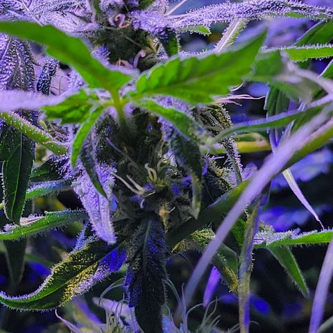 RoMelly growlog timeline photo