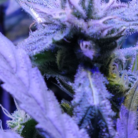RoMelly growlog timeline photo