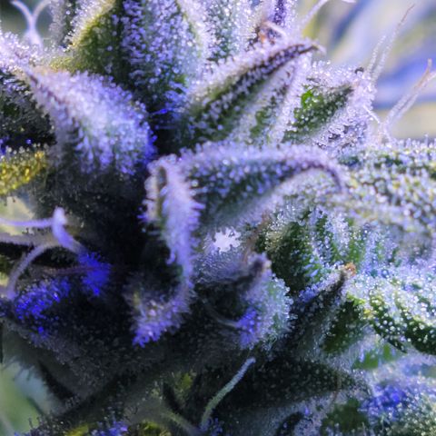 RoMelly growlog timeline photo