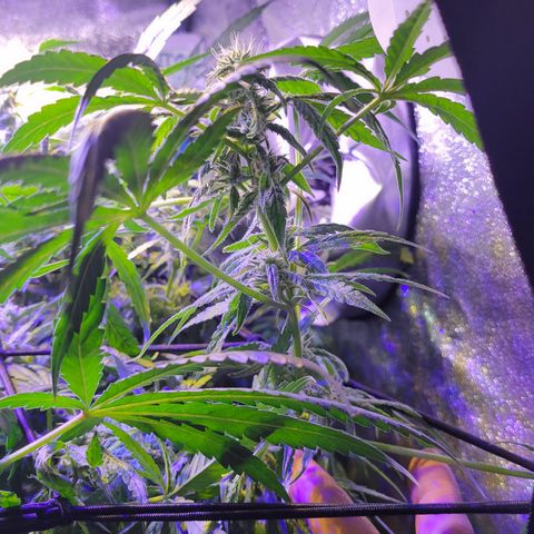 RoMelly growlog timeline photo