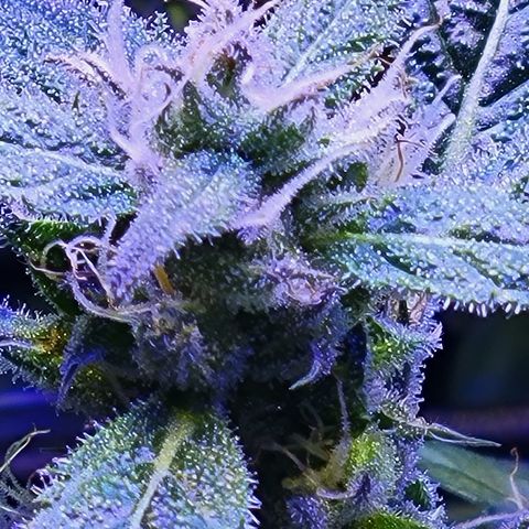 RoMelly growlog timeline photo