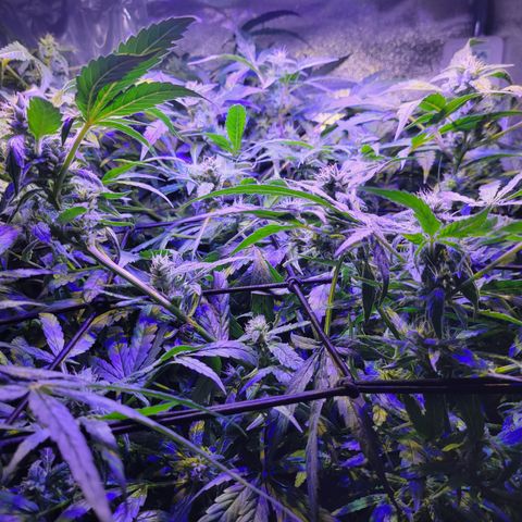 RoMelly growlog timeline photo
