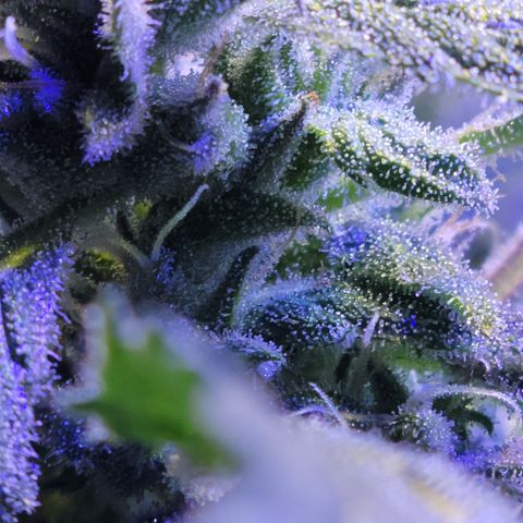 RoMelly growlog timeline photo