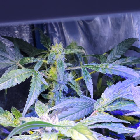 RoMelly growlog timeline photo
