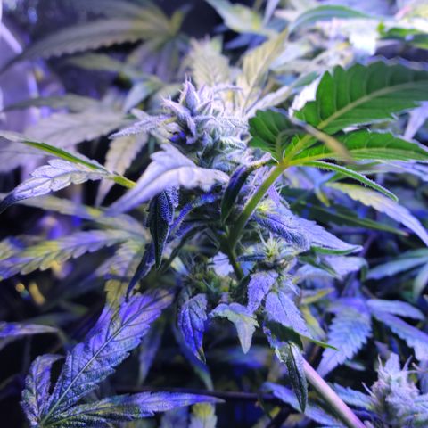 RoMelly growlog timeline photo