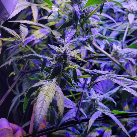 RoMelly growlog timeline photo