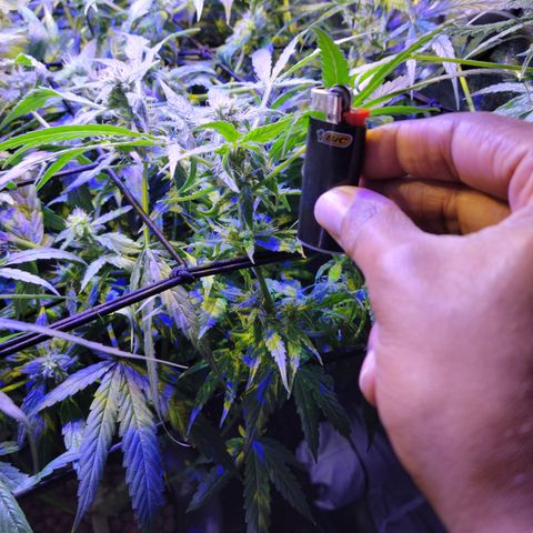 RoMelly growlog timeline photo