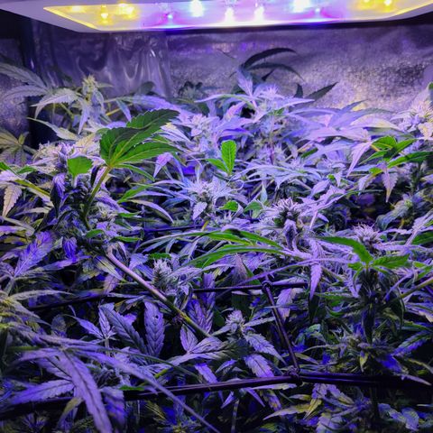 RoMelly growlog timeline photo