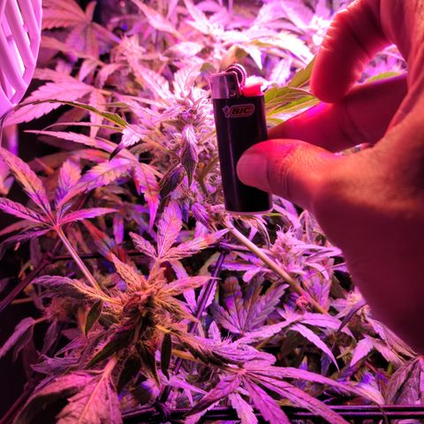 RoMelly growlog timeline photo