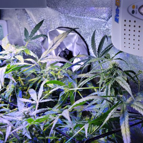 RoMelly growlog timeline photo