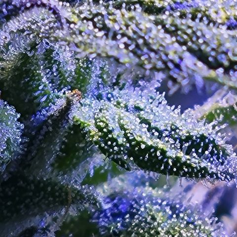 RoMelly growlog timeline photo