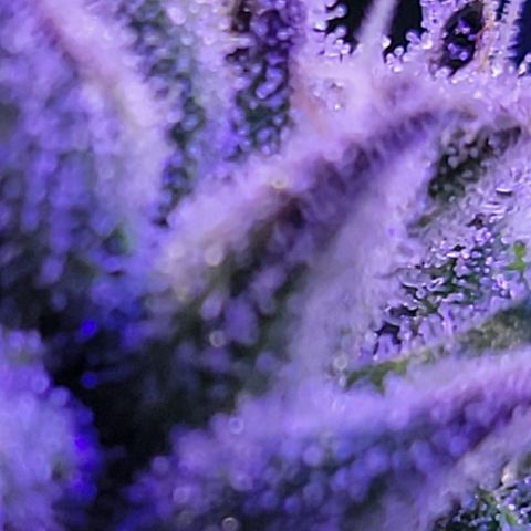 RoMelly growlog timeline photo