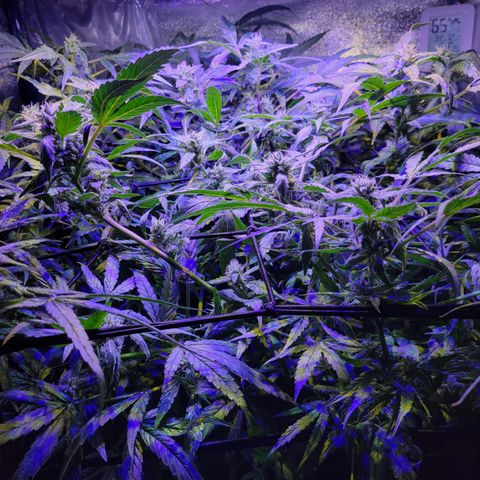 RoMelly growlog timeline photo