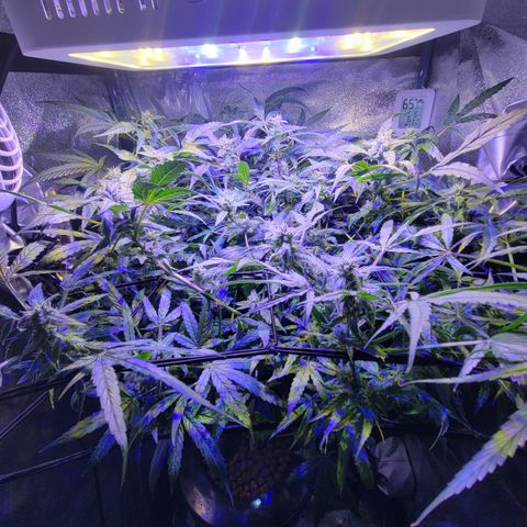 RoMelly growlog timeline photo