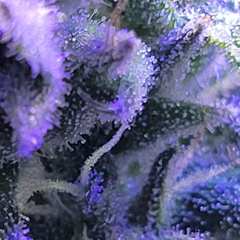 RoMelly growlog timeline photo