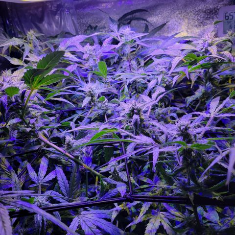 RoMelly growlog timeline photo