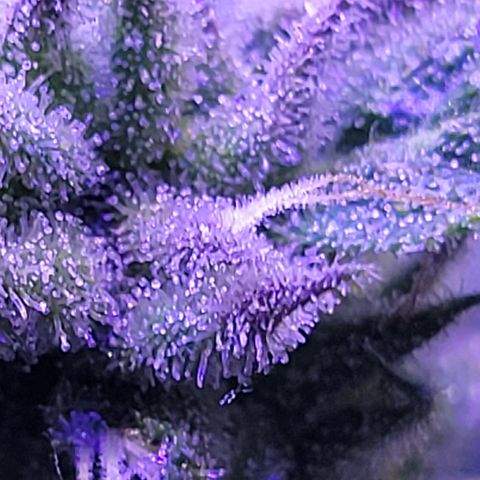 RoMelly growlog timeline photo
