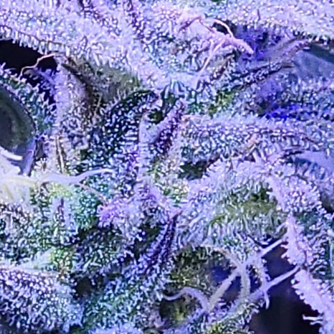 RoMelly growlog timeline photo