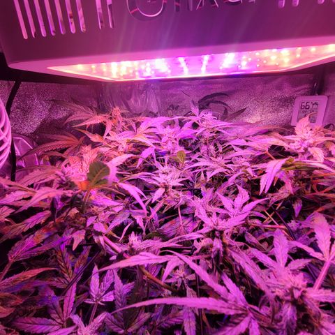 RoMelly growlog timeline photo