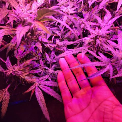 RoMelly growlog timeline photo