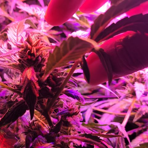 RoMelly growlog timeline photo
