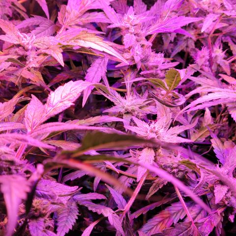 RoMelly growlog timeline photo