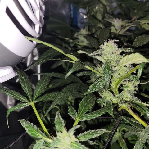 RoMelly growlog timeline photo