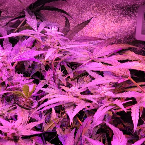 RoMelly growlog timeline photo