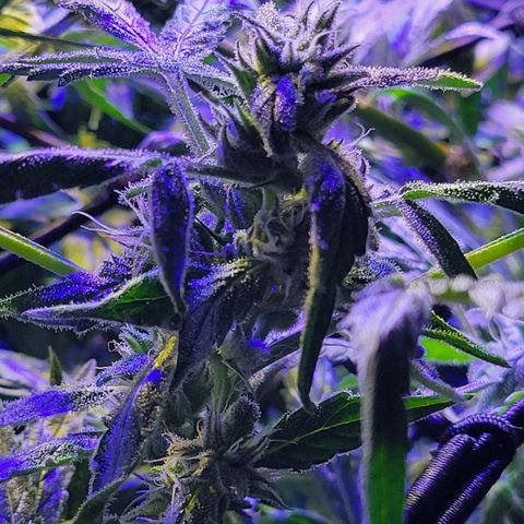 RoMelly growlog timeline photo